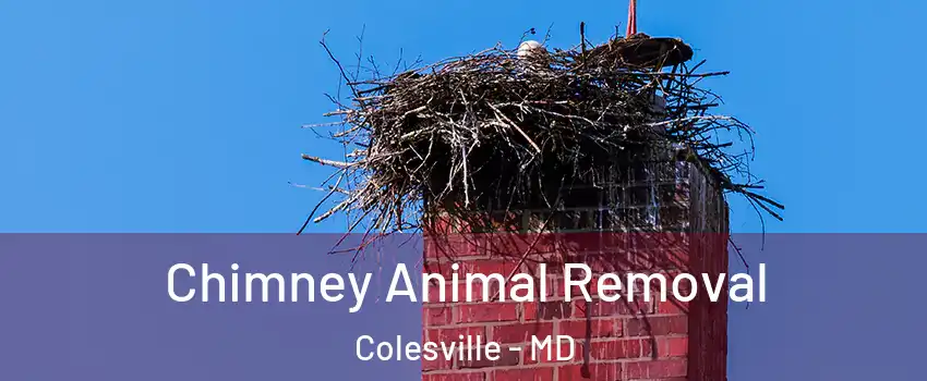 Chimney Animal Removal Colesville - MD