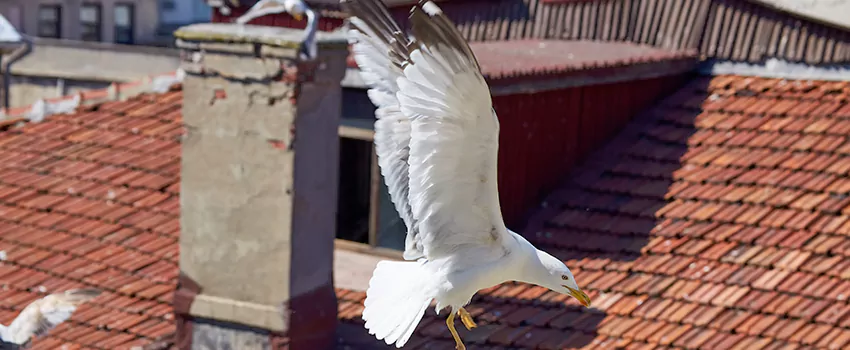 Residential Chimney Animal Removal Solution in Colesville, MD